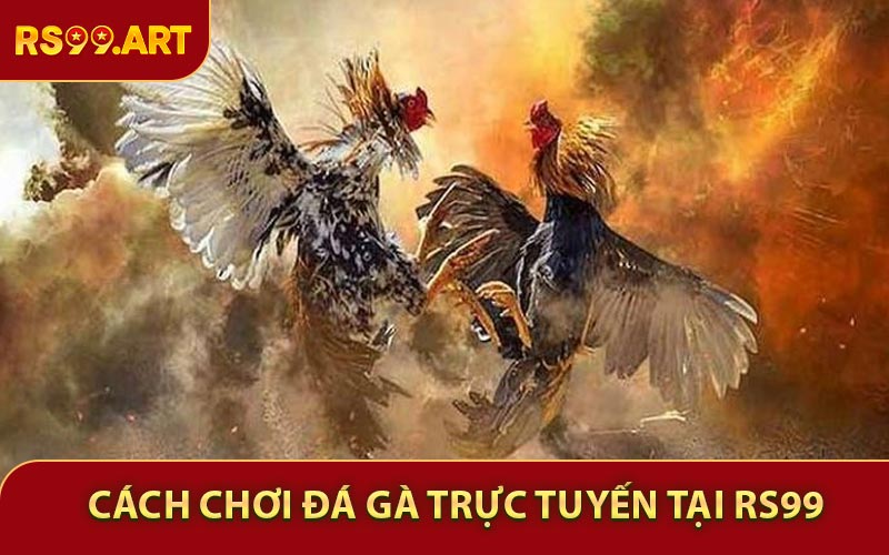 Cách chơi Đá Gà Trực Tuyến Tại RS99